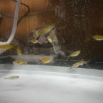 シルバーチップテトラ（ハセマニア）