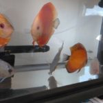 ホワイトダイヤモンドディスカス