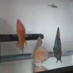 イエローラフレシアディスカス