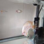 スーパーブルーダイヤモンドディスカス