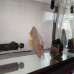 レッドスポットスネークディスカス