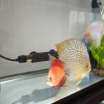 レッドアナコンダディスカス