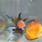 パールラフレシアディスカス